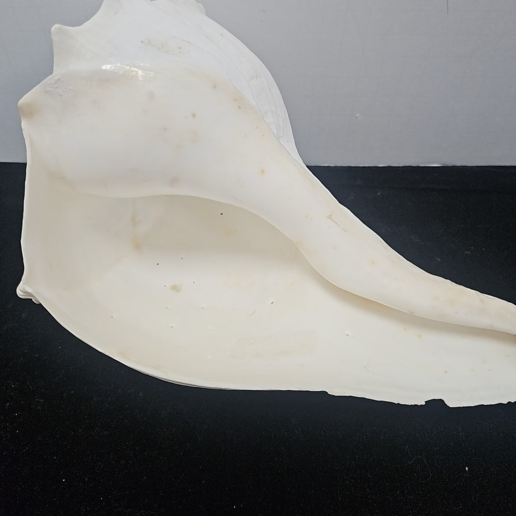 Shell