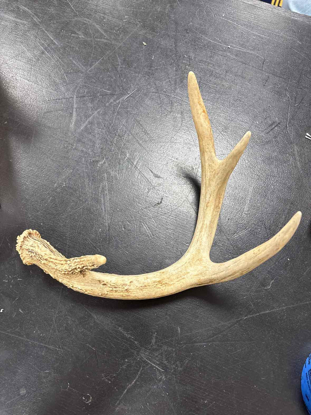 Antler