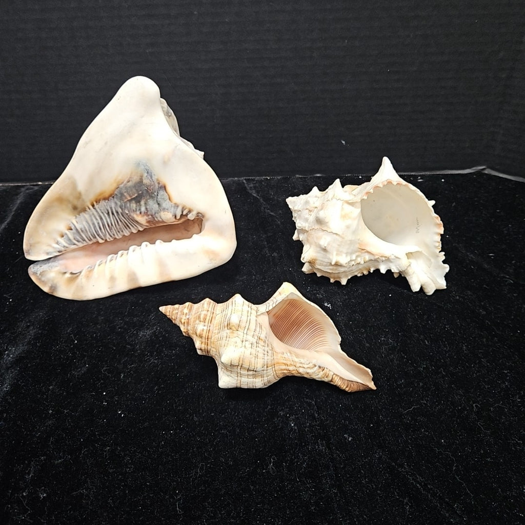 Shell