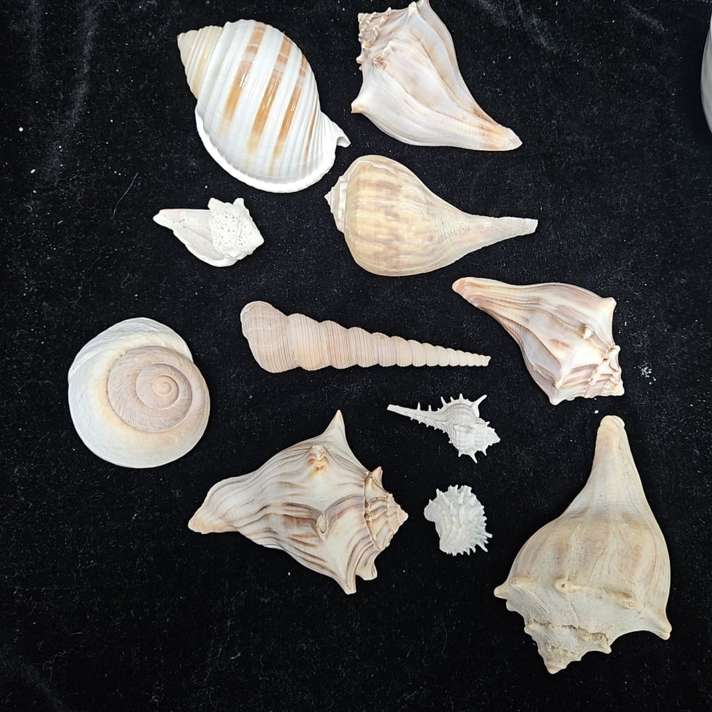 Shell