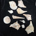 Shell