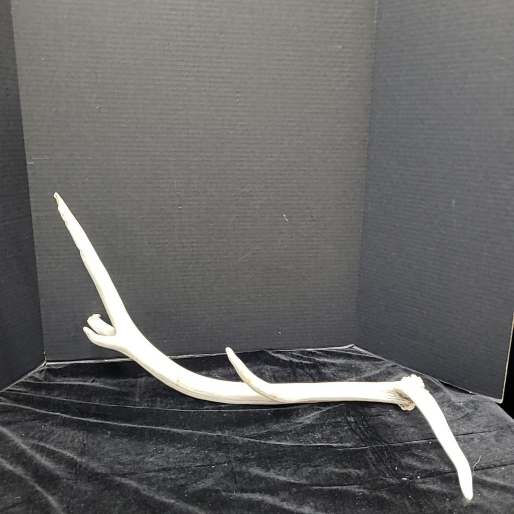 Antler