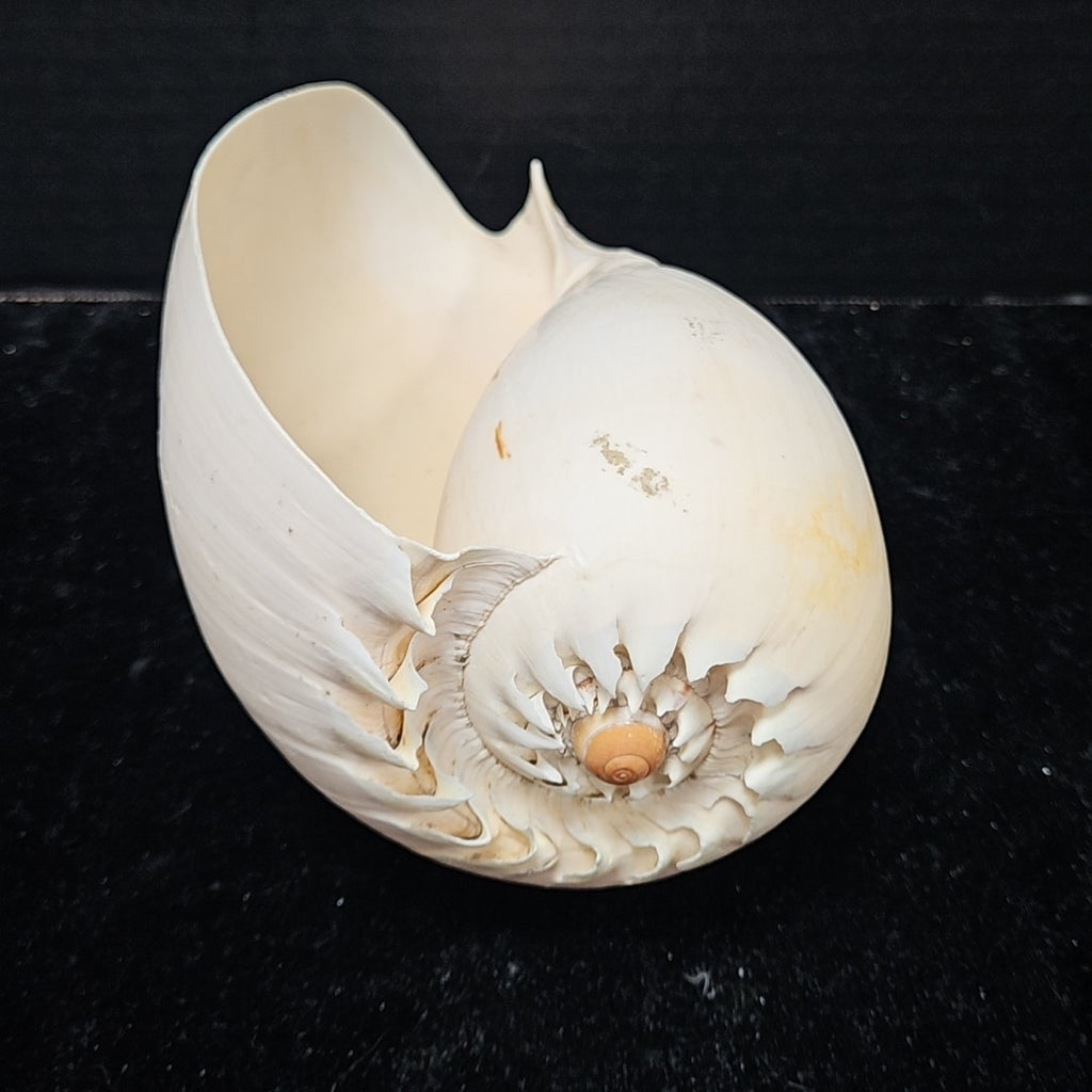 Shell