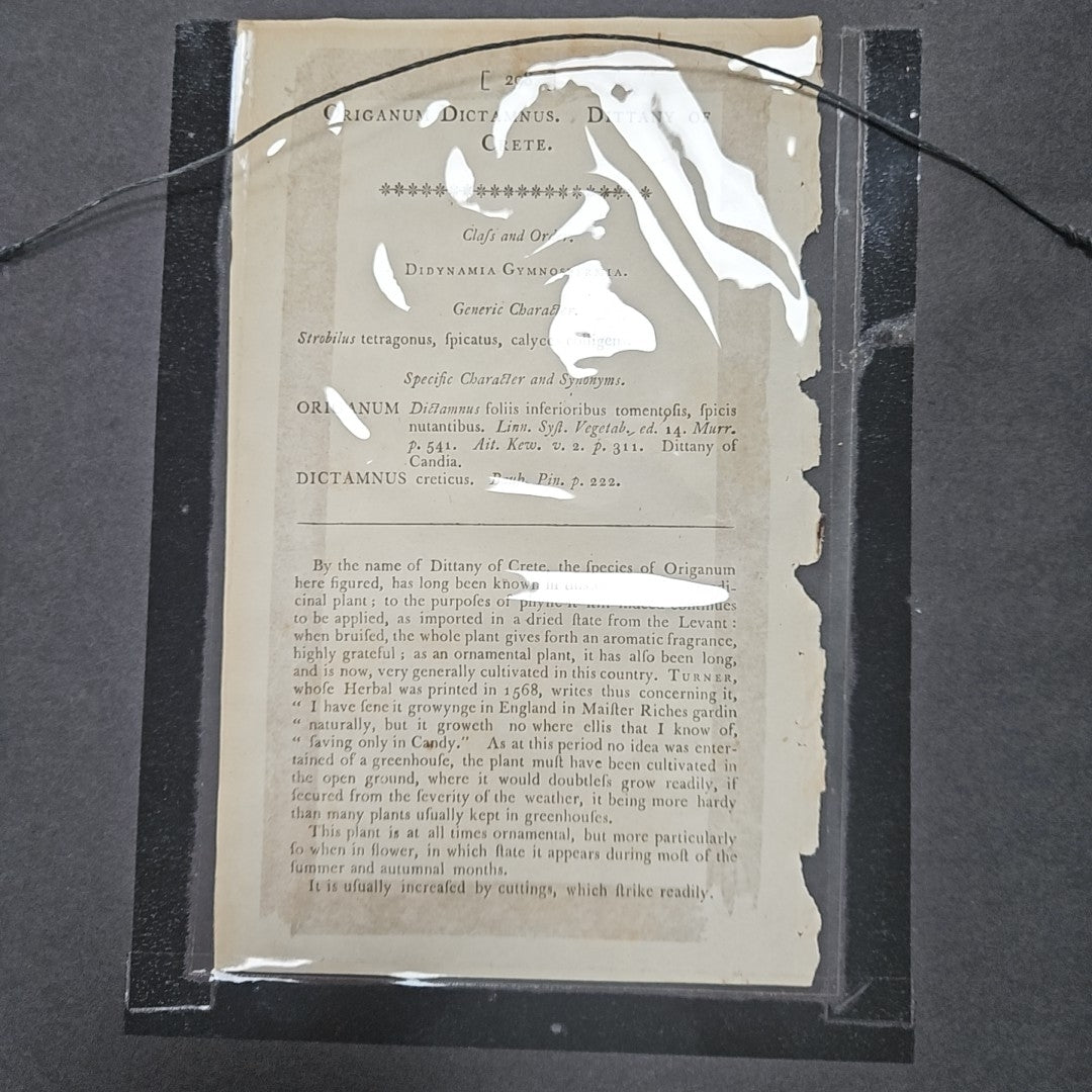 Engraving The Dittany of Crete