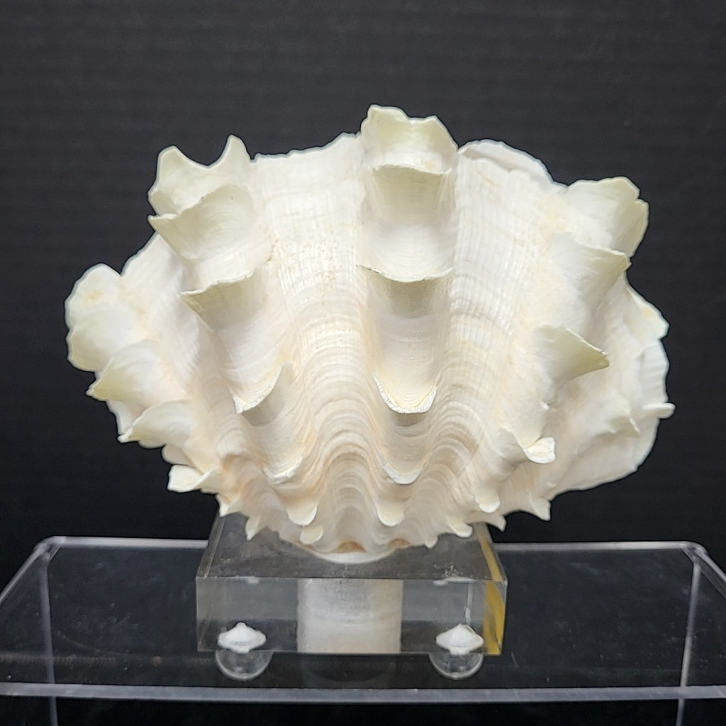 Clam Shell