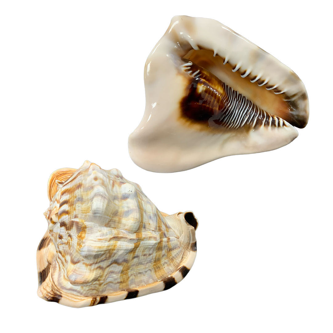 Shell