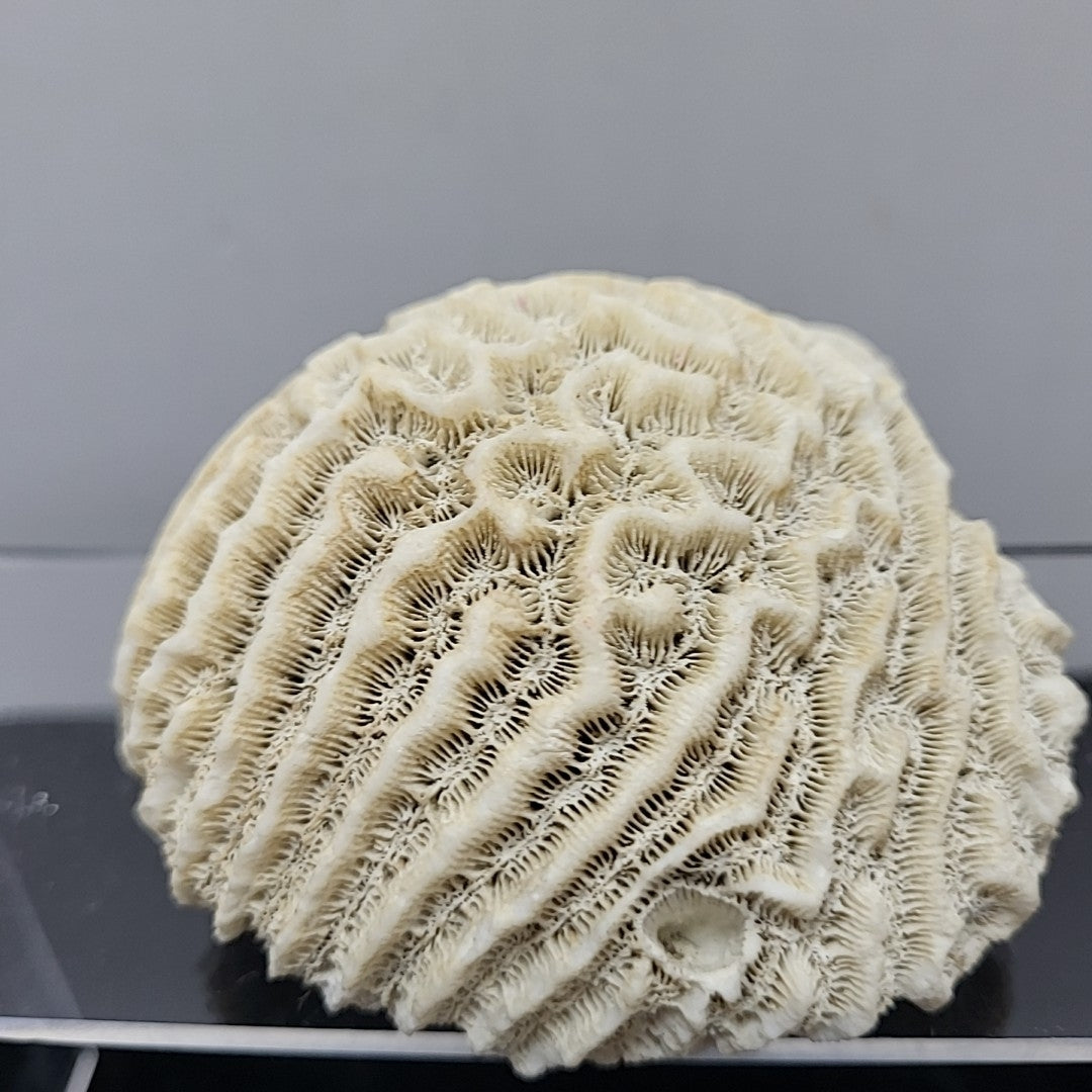 Coral