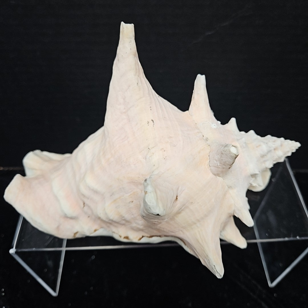 Shell