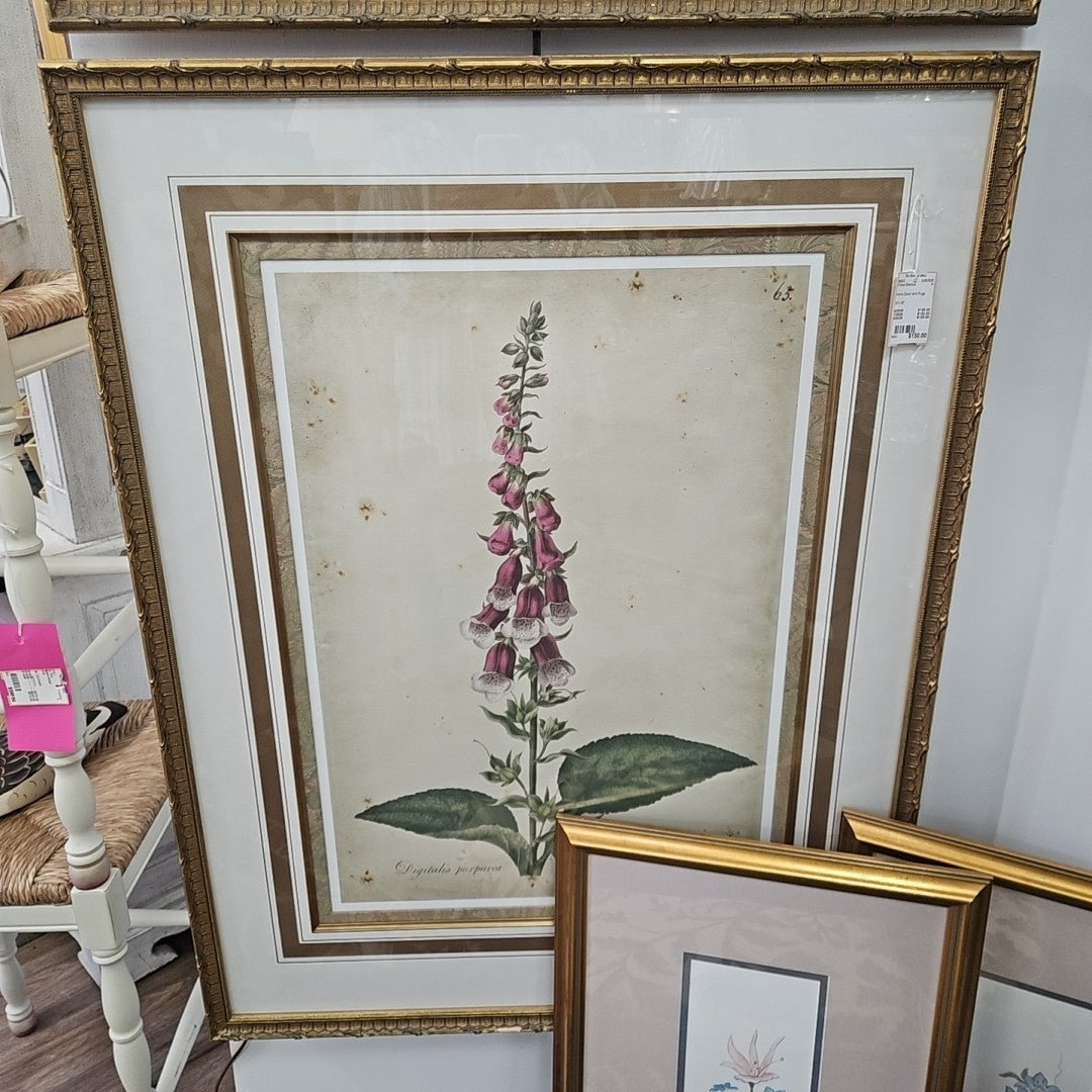 Framed Botanical