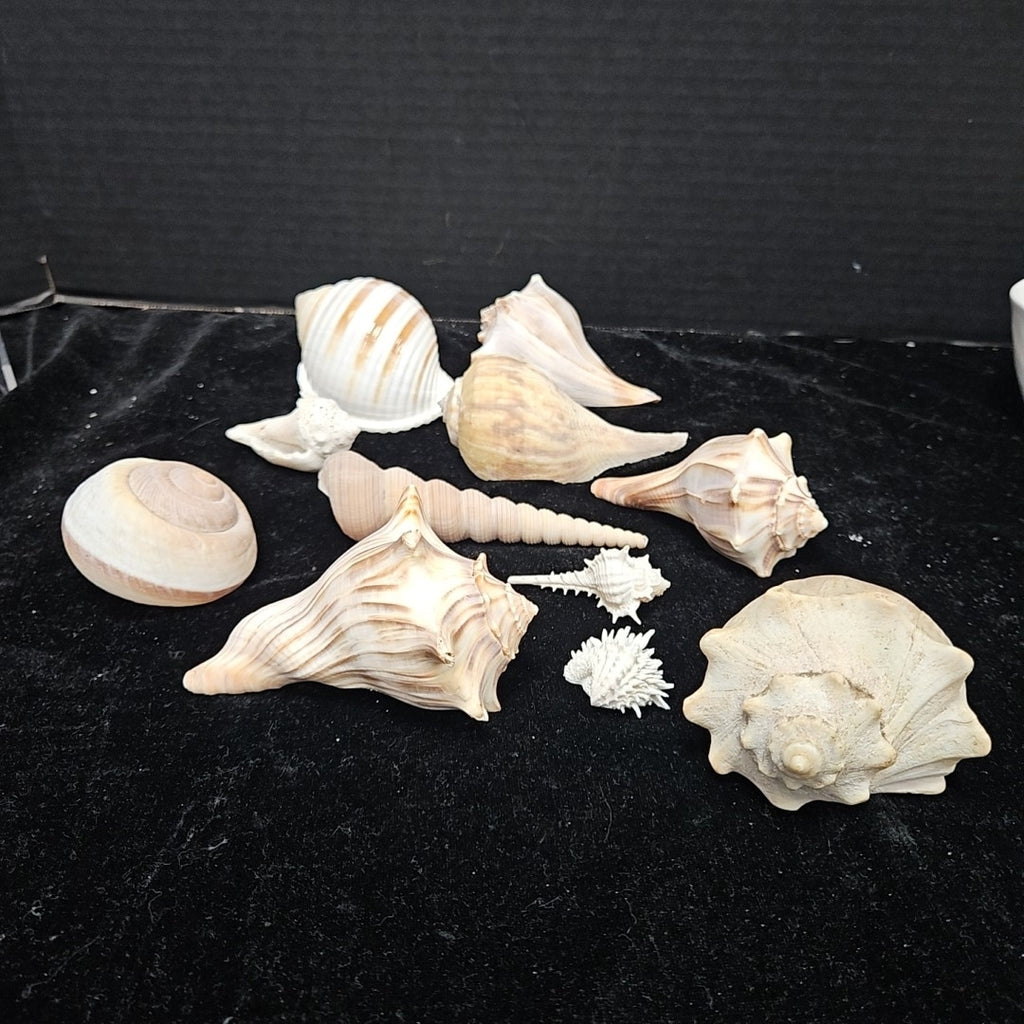 Shell