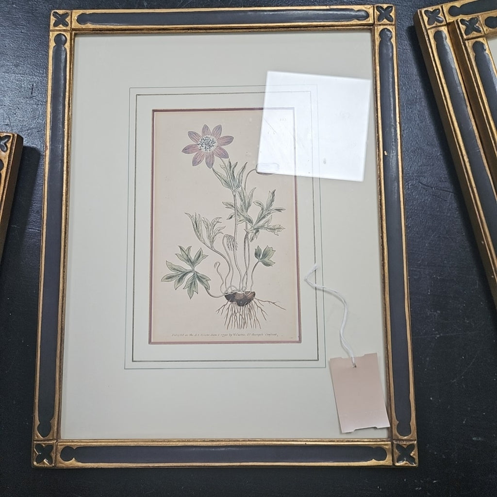 Engraving The Star Anemone