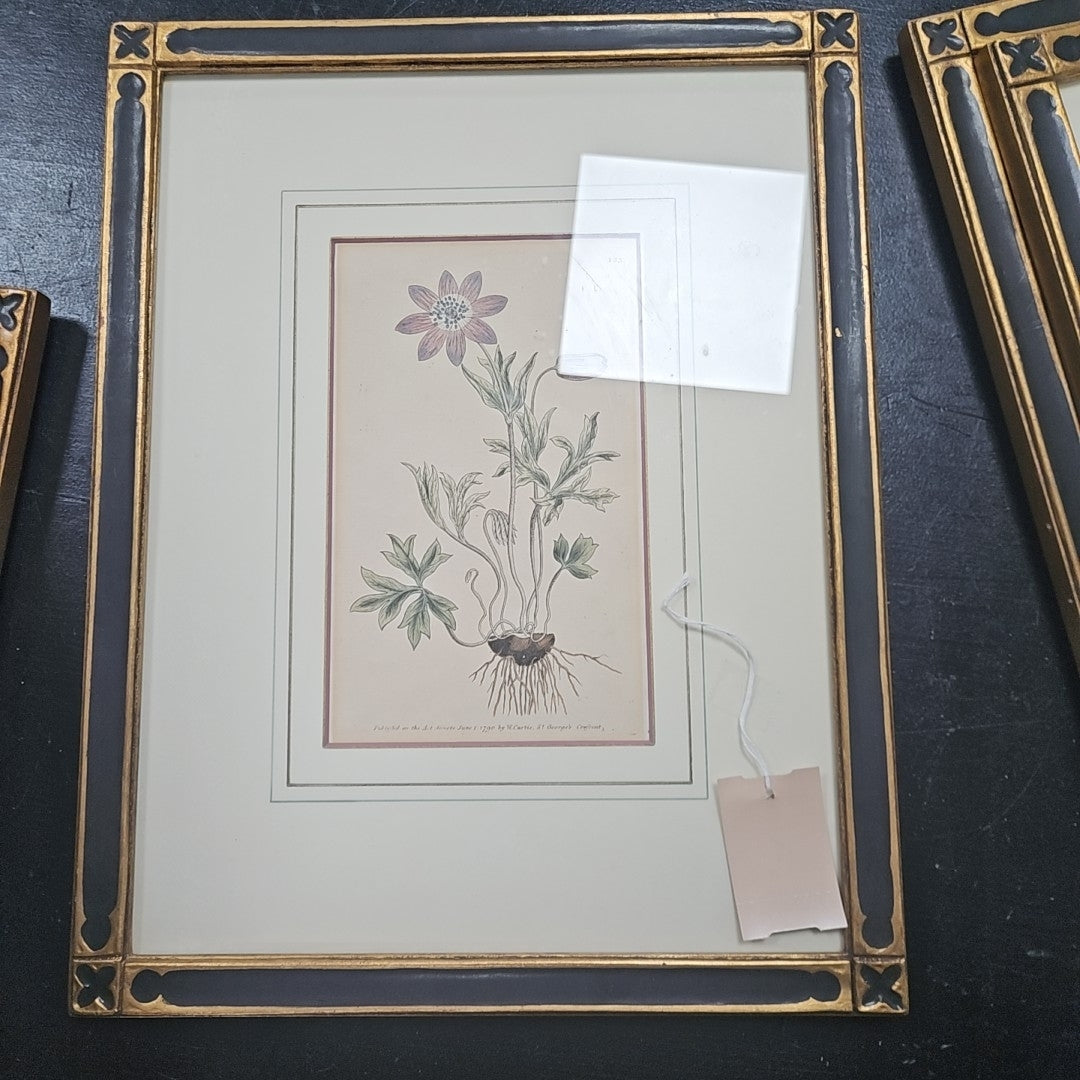 Engraving The Star Anemone