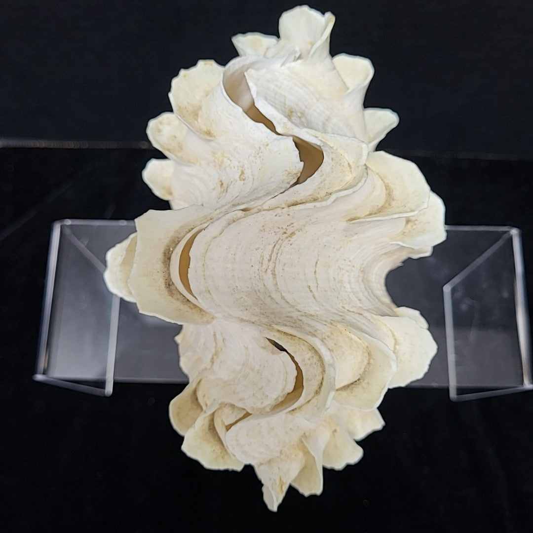 Clam Shell