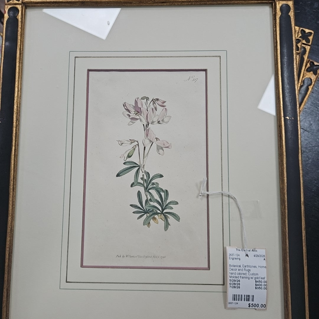 Engraving The Shrubby Rest-Harrow