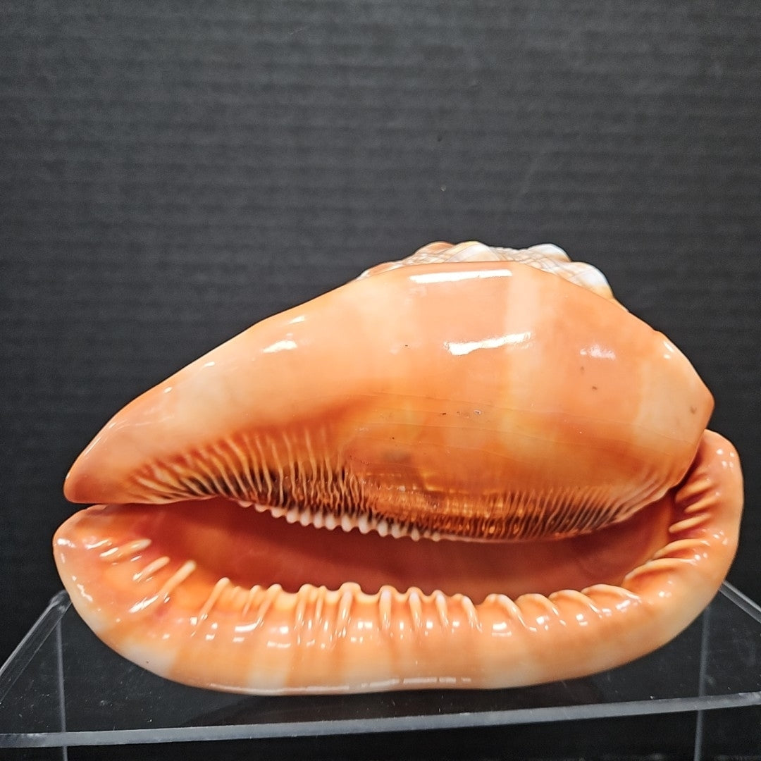 Shell