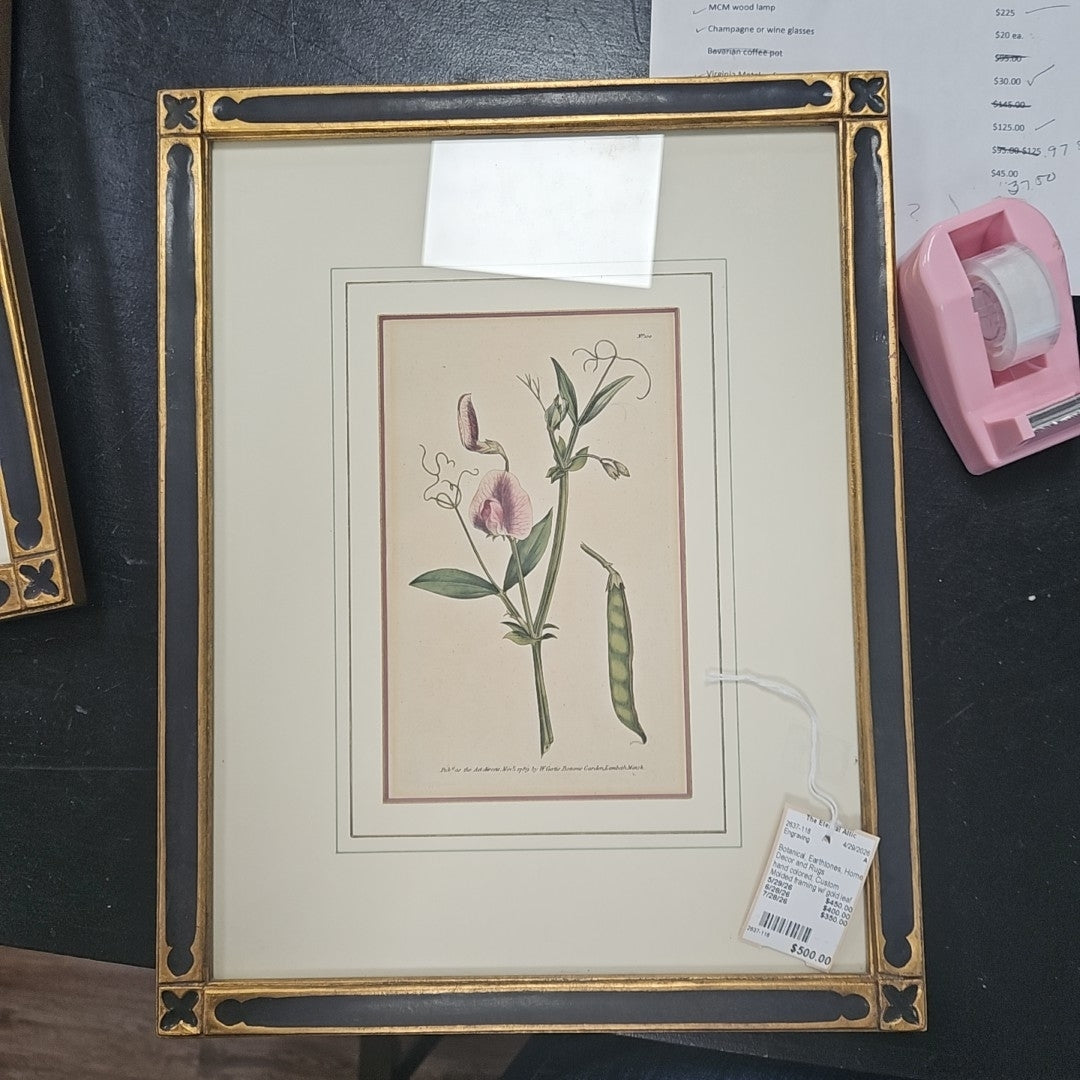 Engraving The Tangier Pea