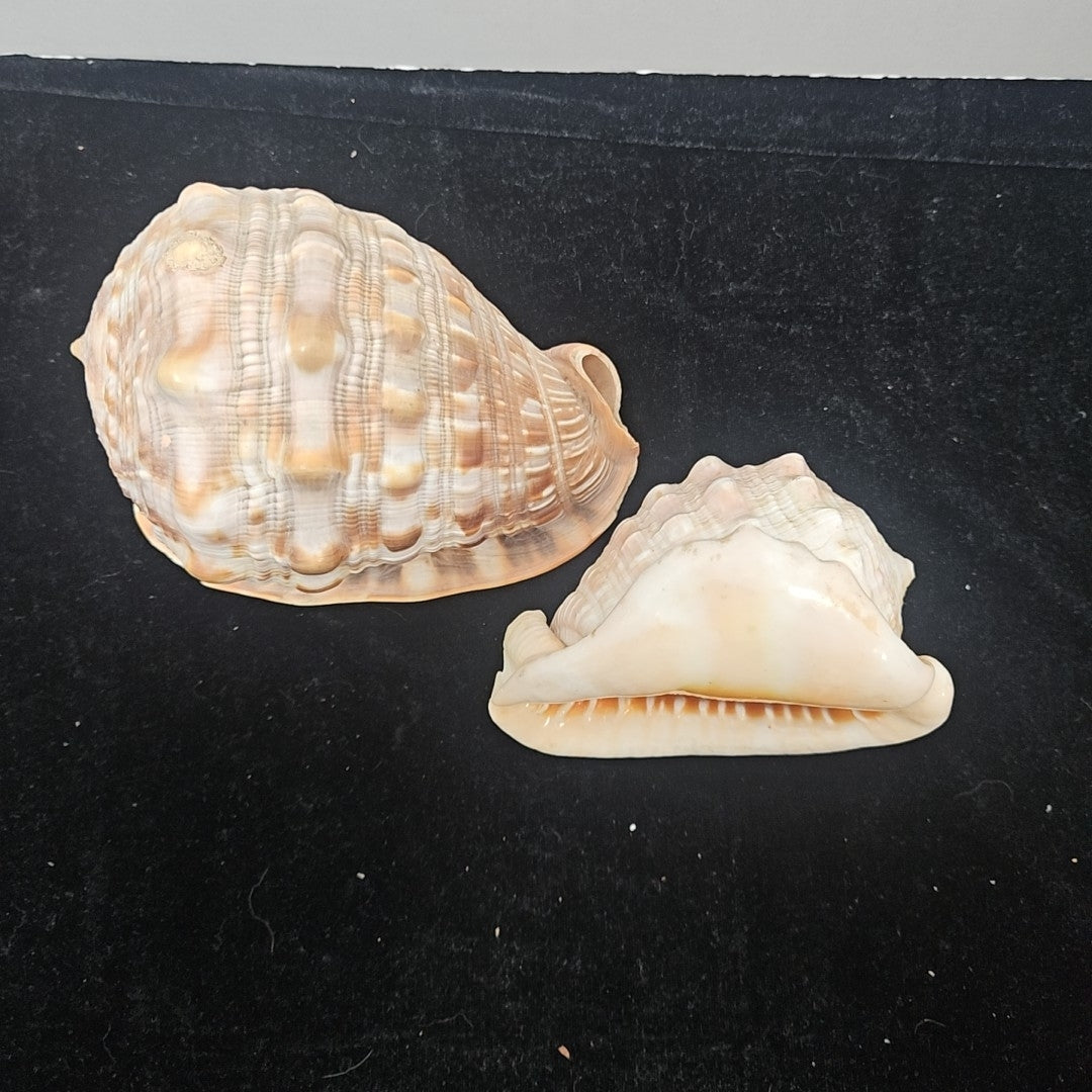 Shell