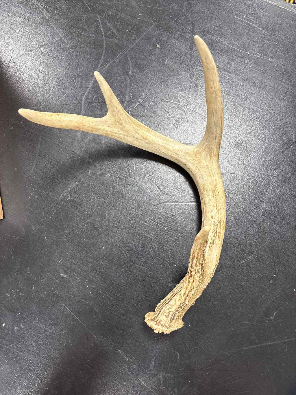 Antler