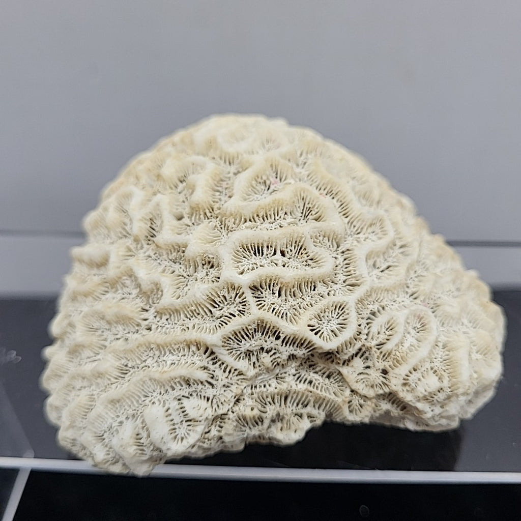 Coral