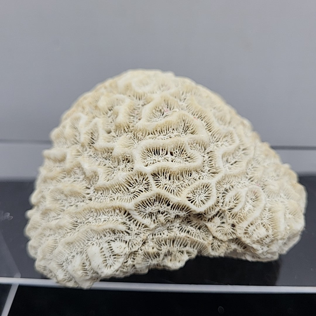 Coral