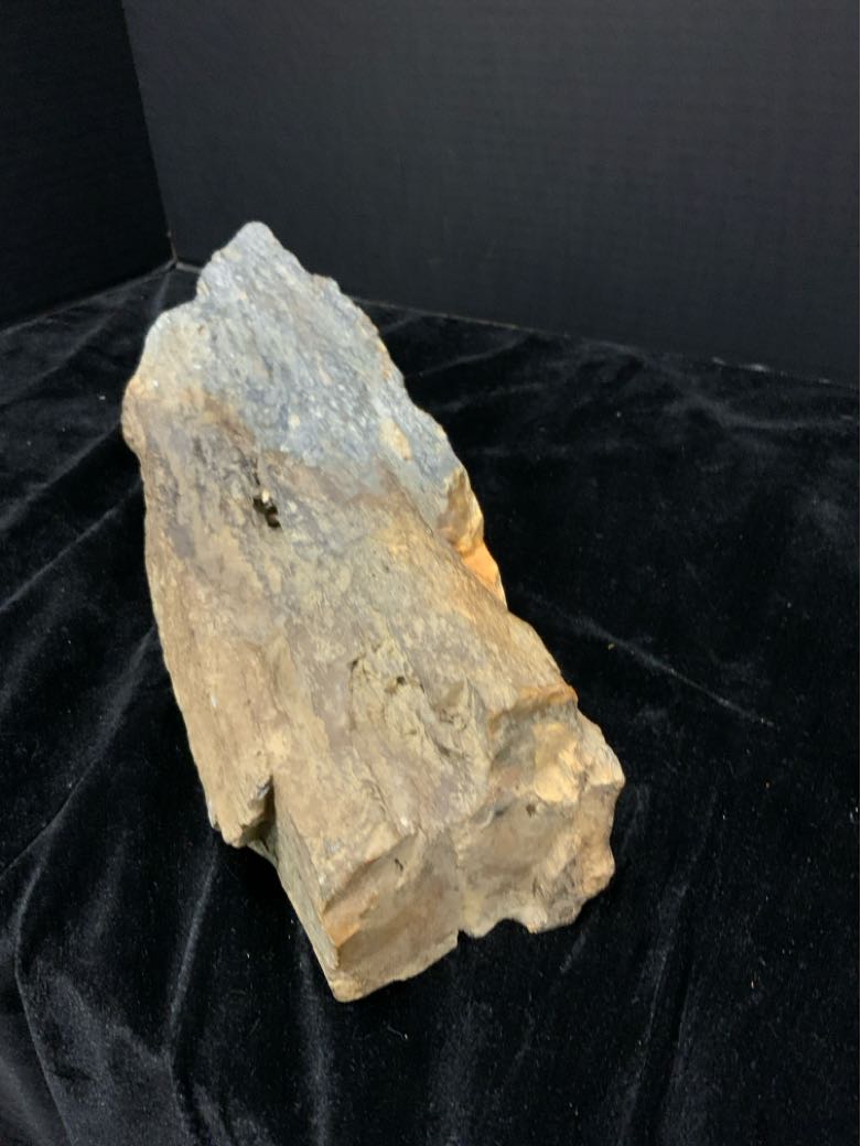 Petrified Wood