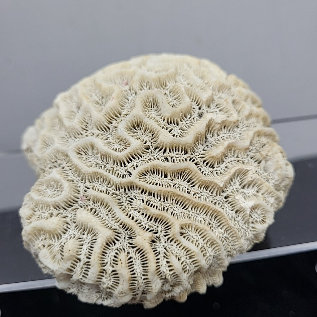 Coral