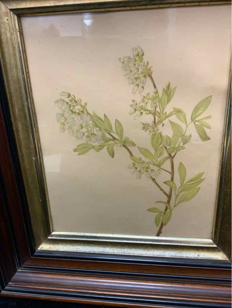 Botanical