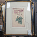 Engraving Flowering Raspberry