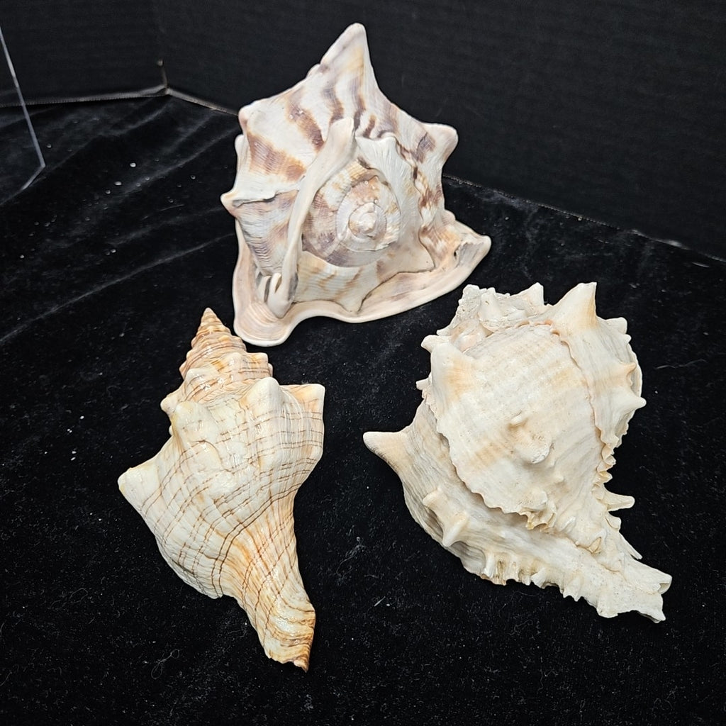 Shell