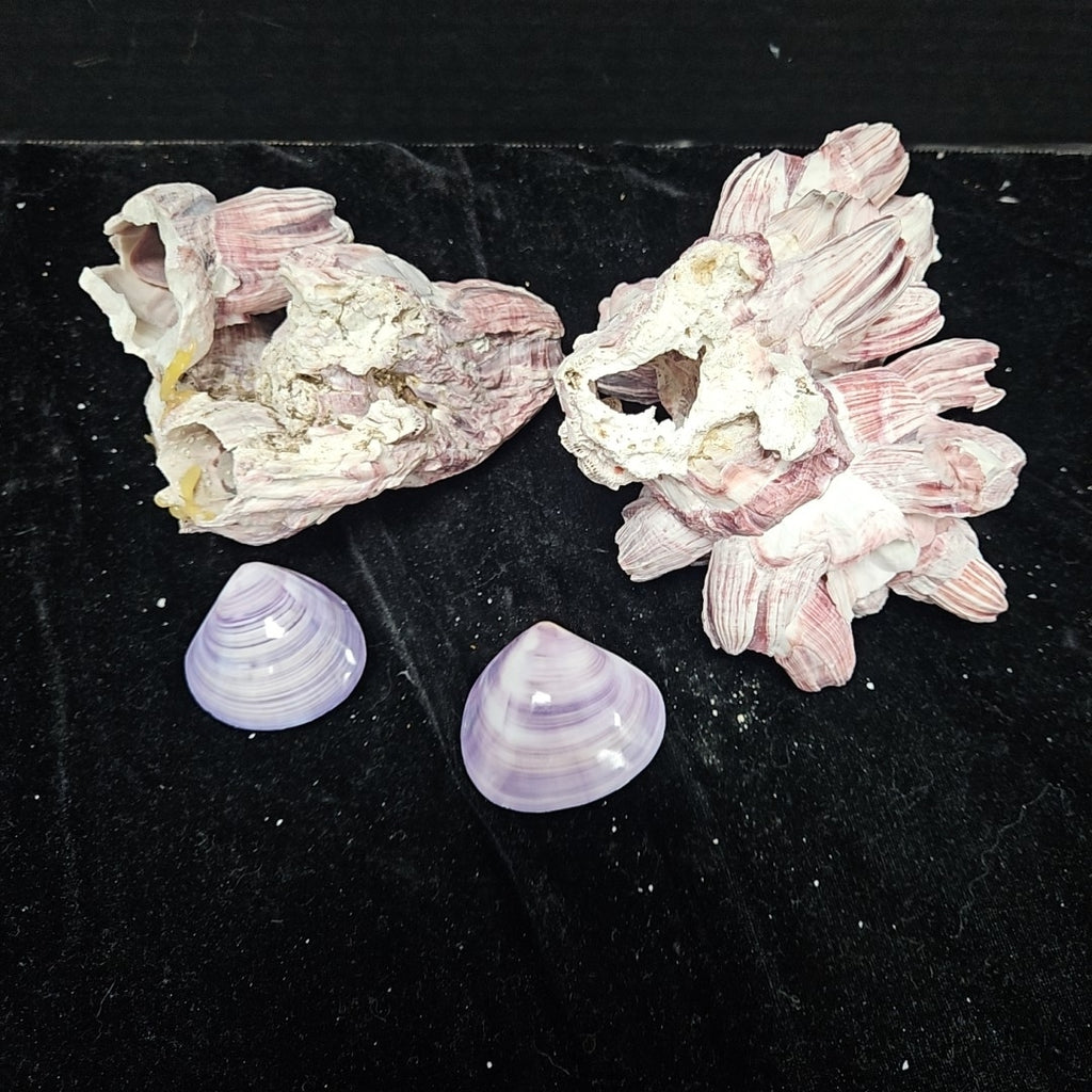 Shell