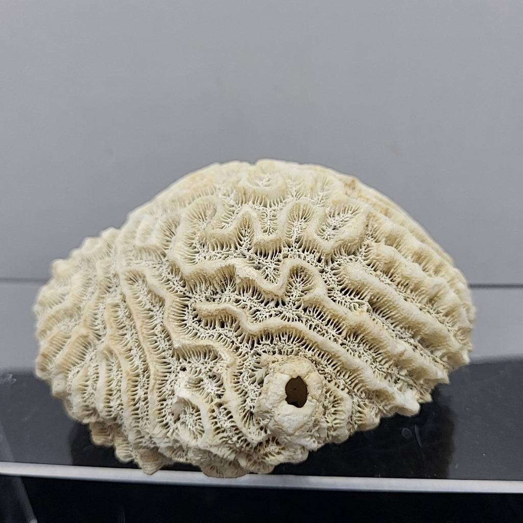 Coral