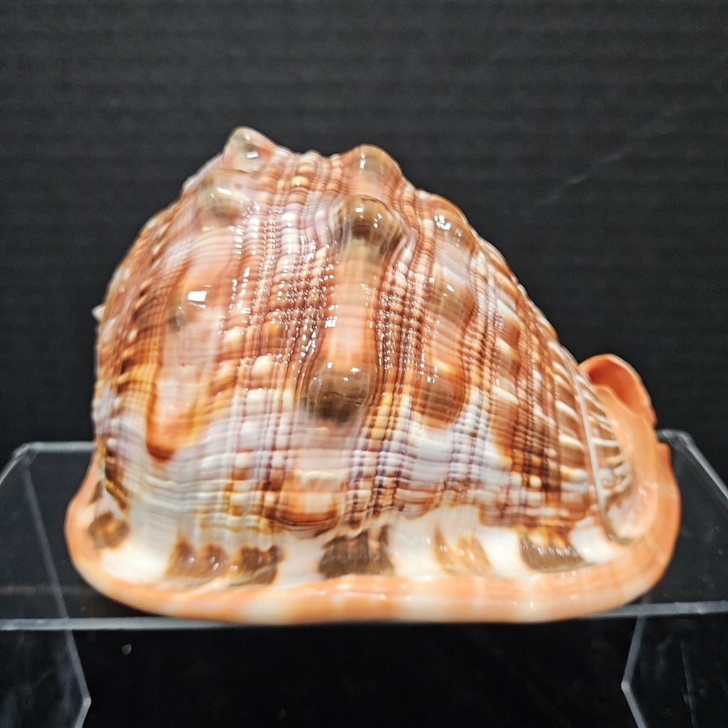 Shell