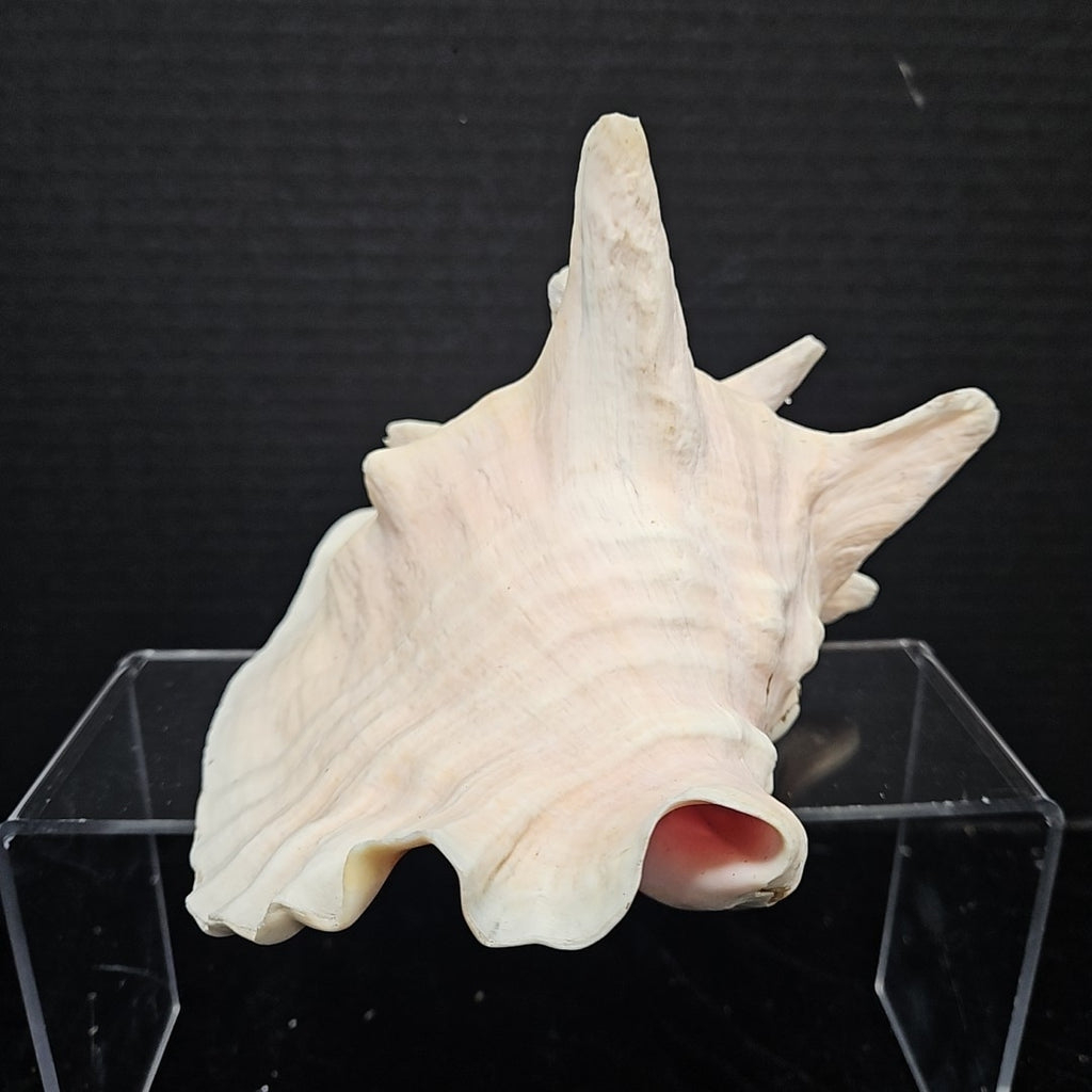 Shell