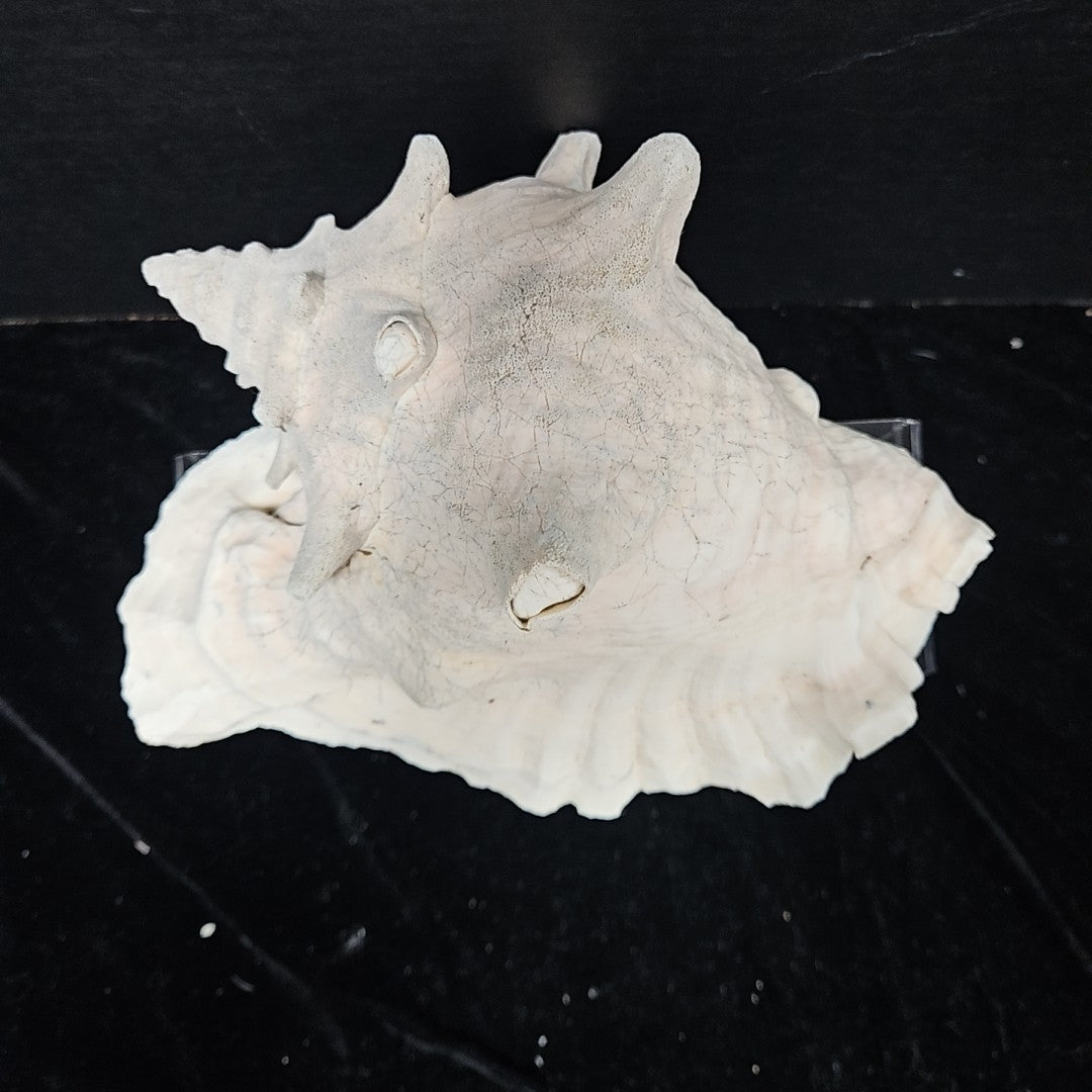 Shell
