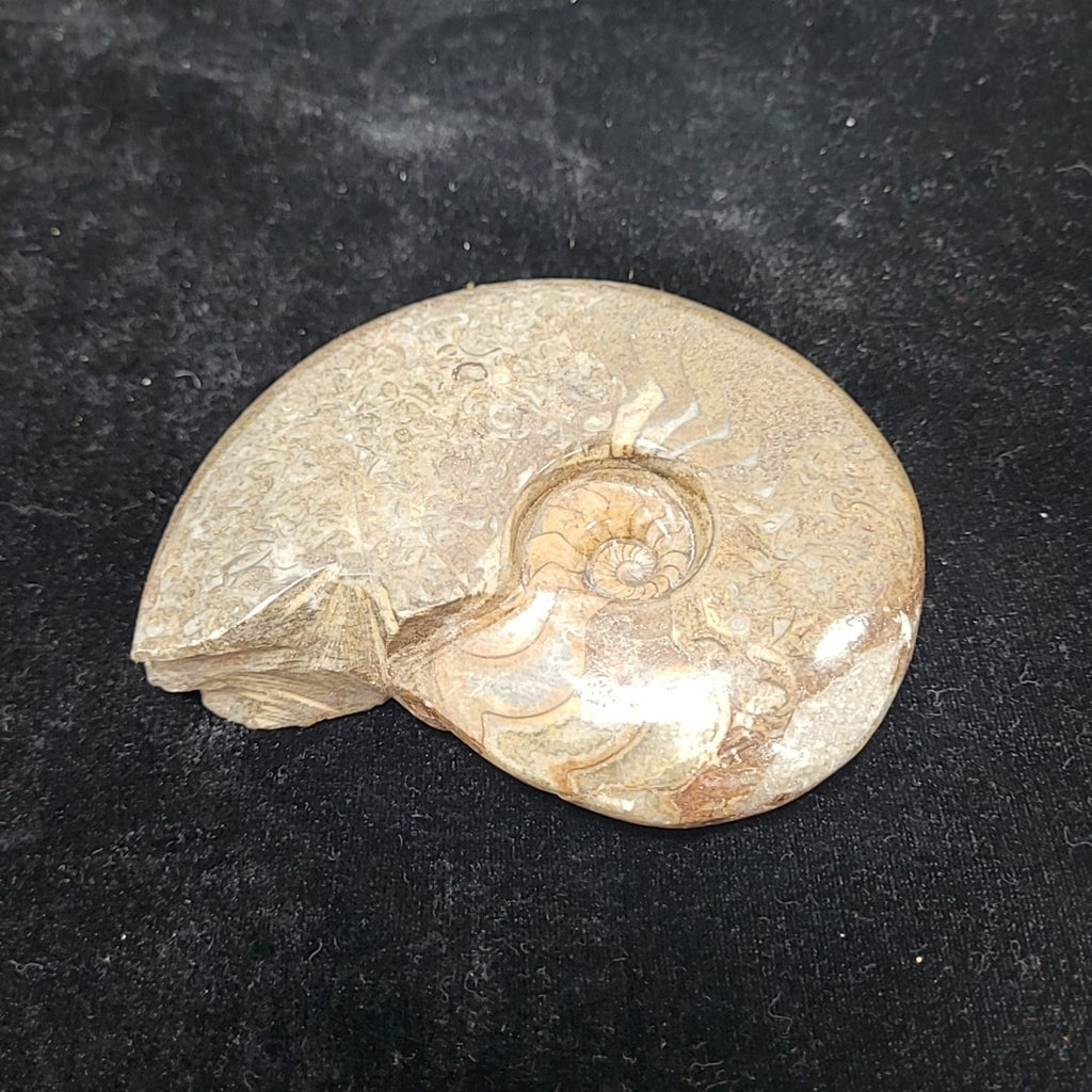 Fossil