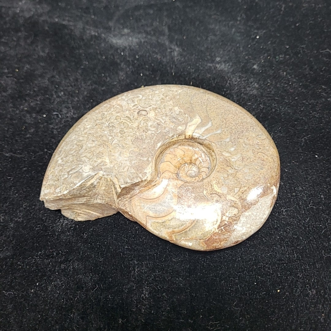 Fossil