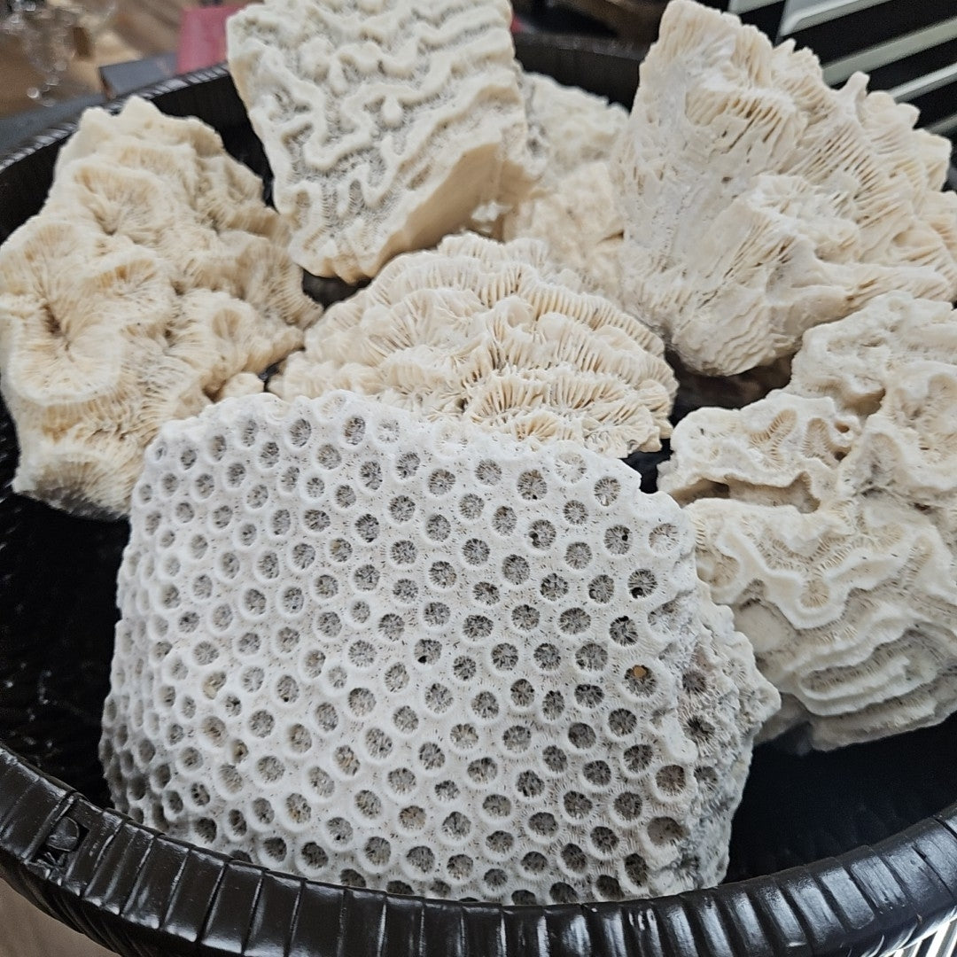 Coral