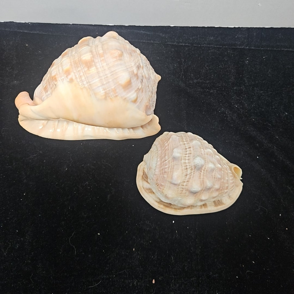 Shell