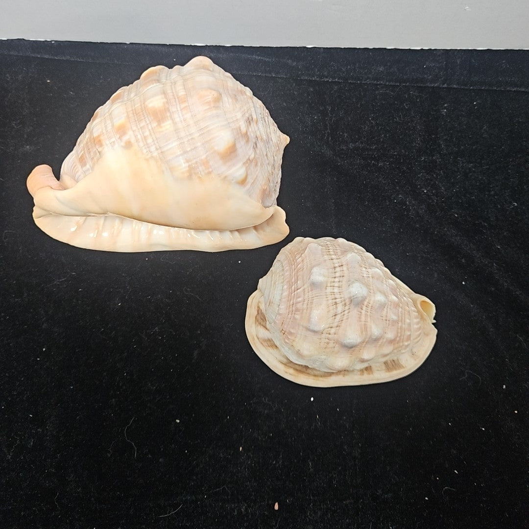 Shell