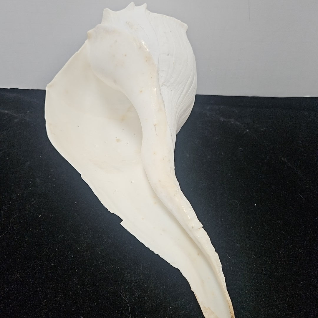 Shell