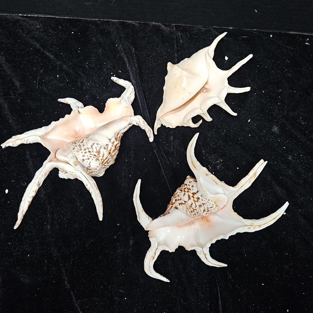 Shell