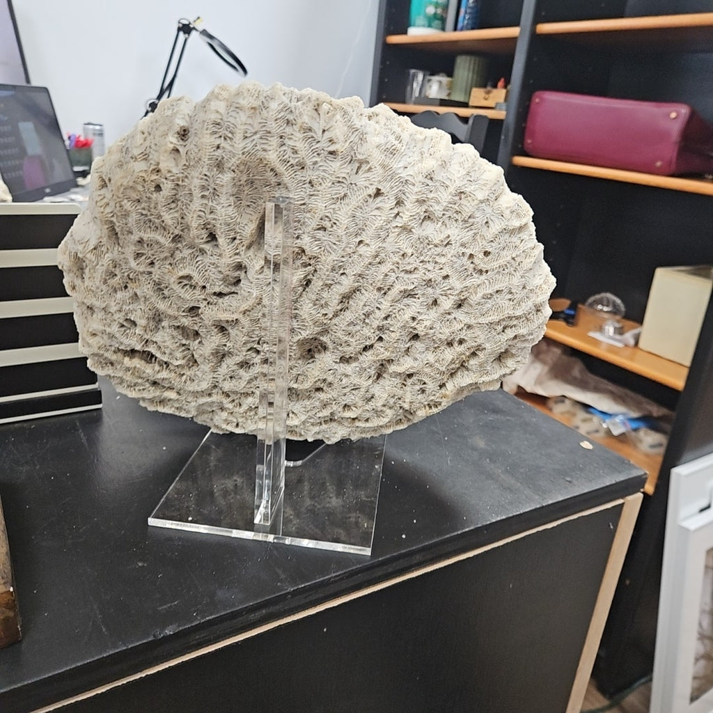 Coral