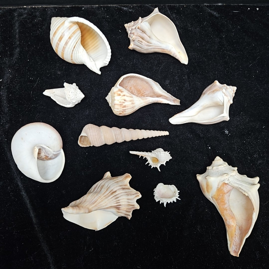 Shell