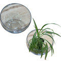 Terrarium
