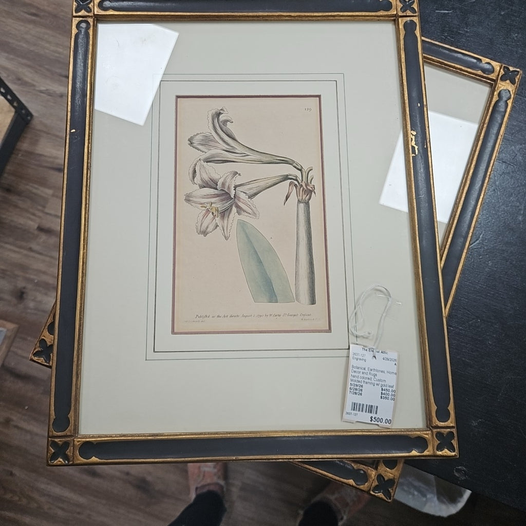 Engraving Amaryllis