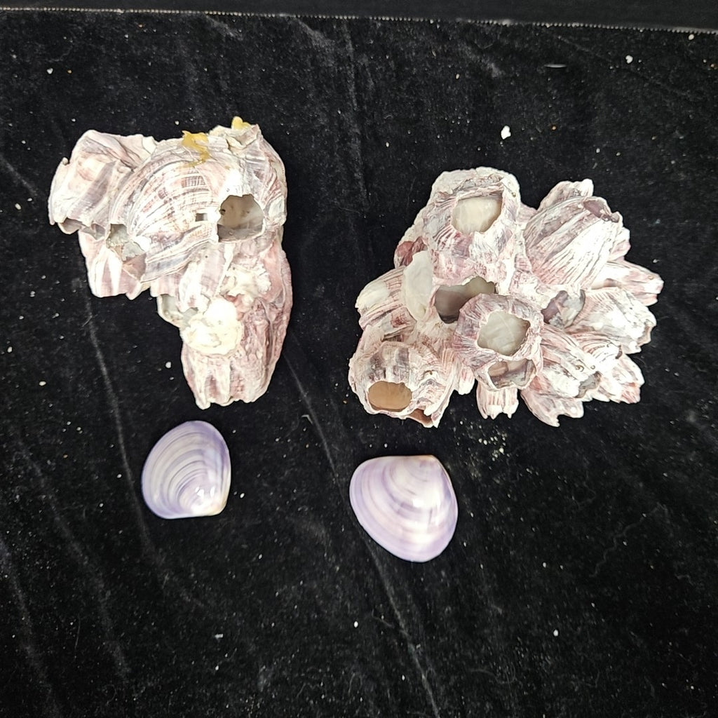 Shell