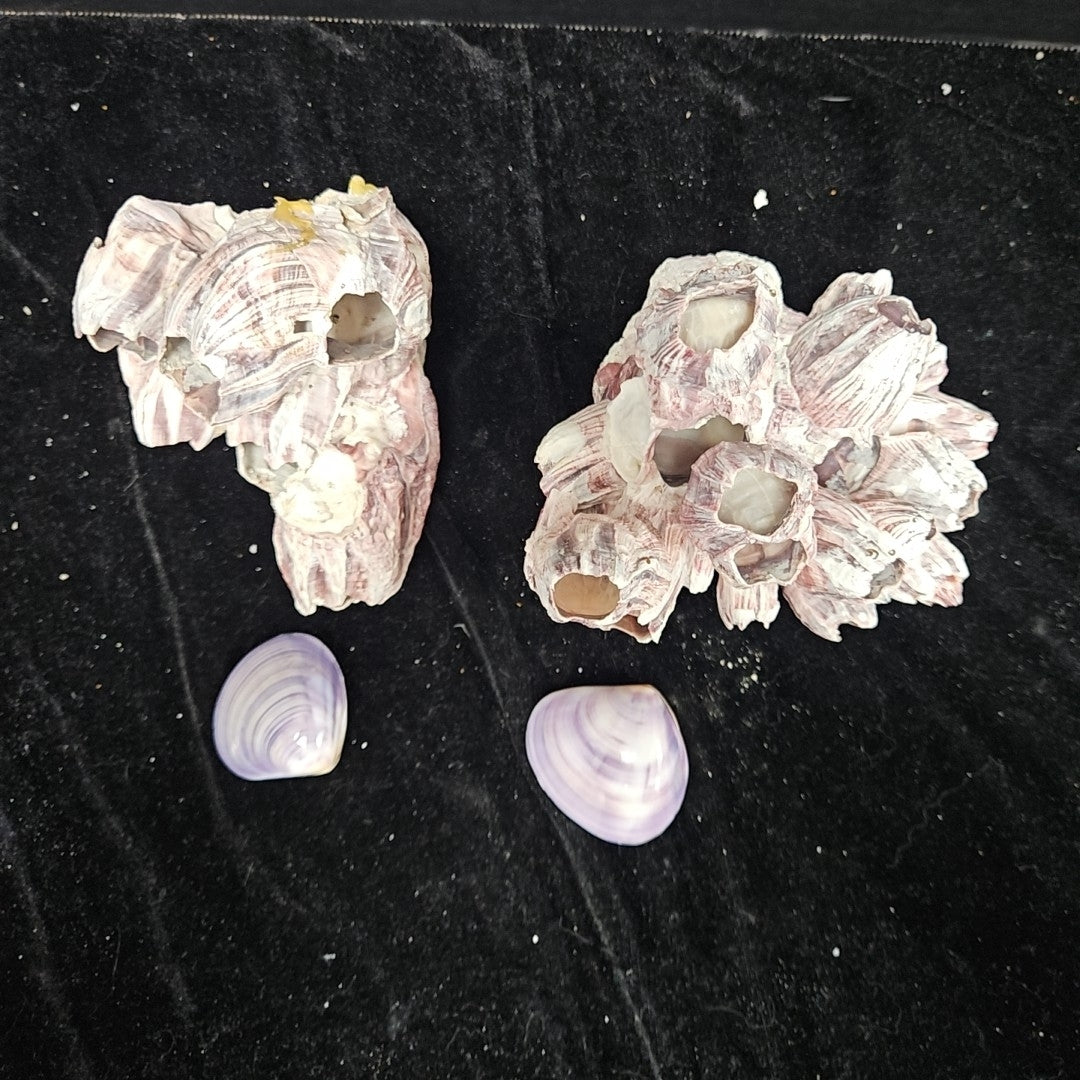 Shell