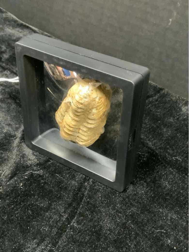 Fossil