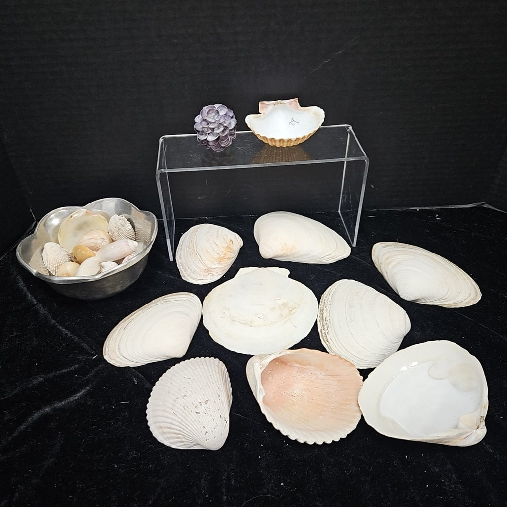 Shell
