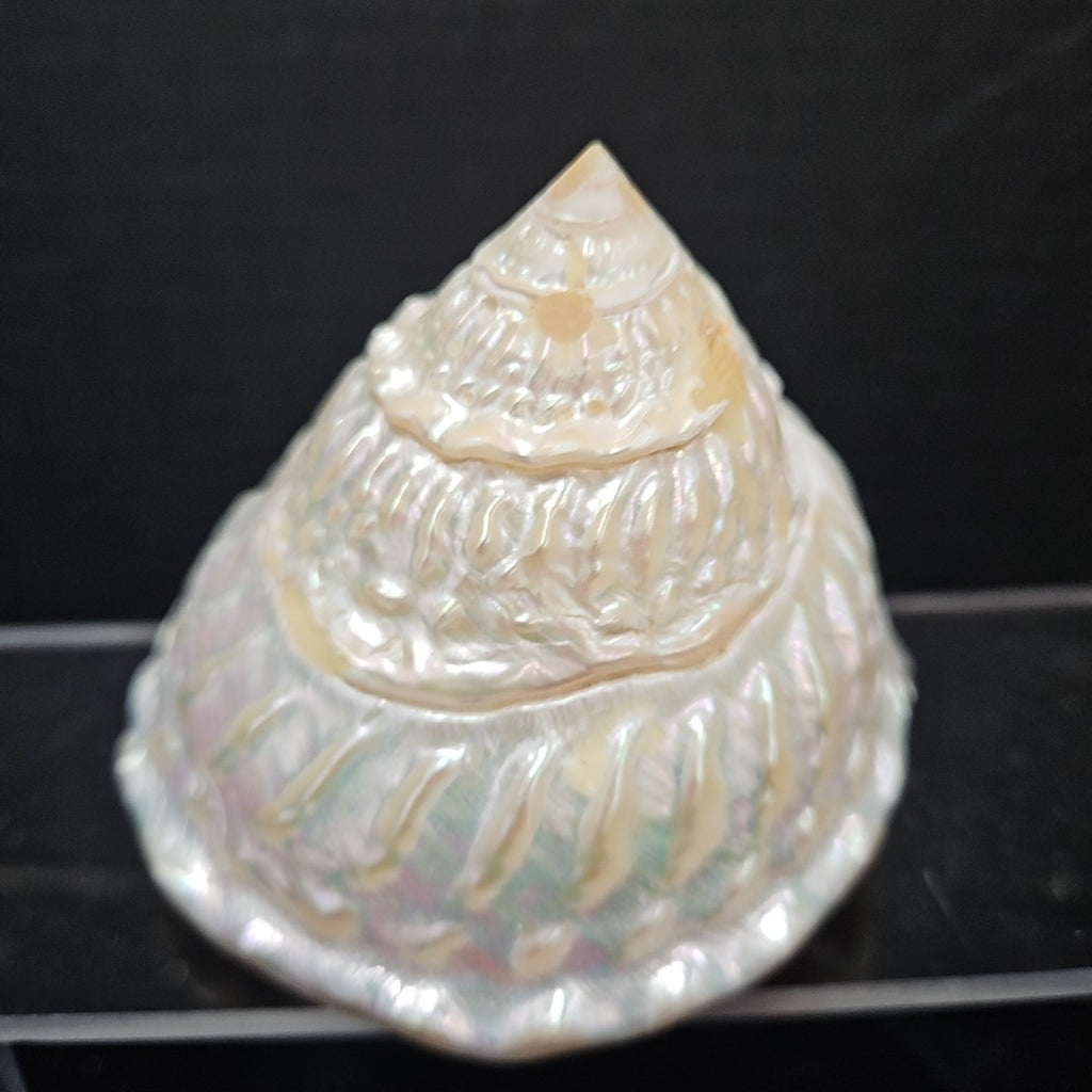 Shell